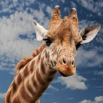 giraffe-animal-funny-facial-expression-39504