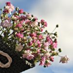 gypsophila-1716747_960_720